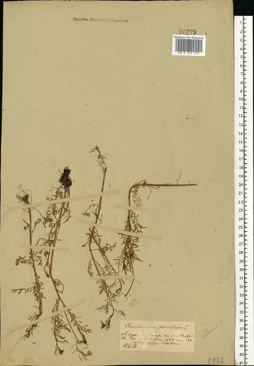 Cardamine parviflora L., Eastern Europe, Central forest-and-steppe region (E6) (Russia)