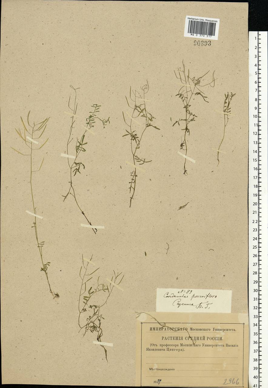 Cardamine parviflora L., Eastern Europe, Lower Volga region (E9) (Russia)