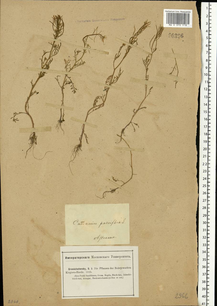 Cardamine parviflora L., Eastern Europe, Lower Volga region (E9) (Russia)