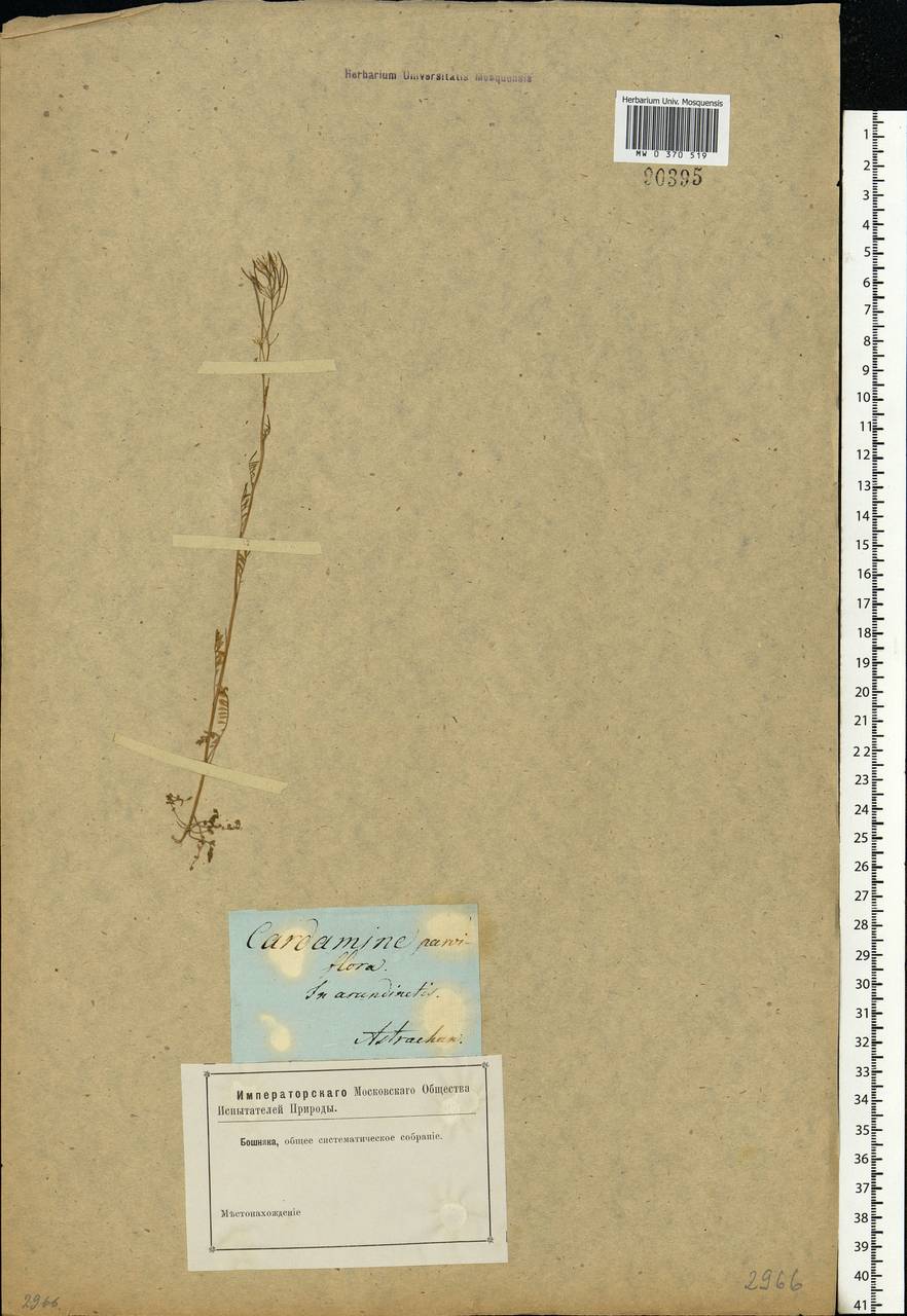 Cardamine parviflora L., Eastern Europe, Lower Volga region (E9) (Russia)