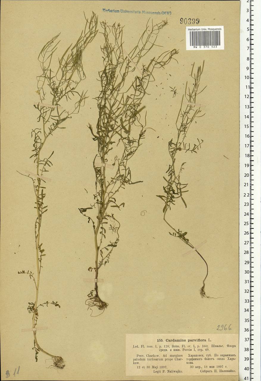 Cardamine parviflora L., Eastern Europe, North Ukrainian region (E11) (Ukraine)