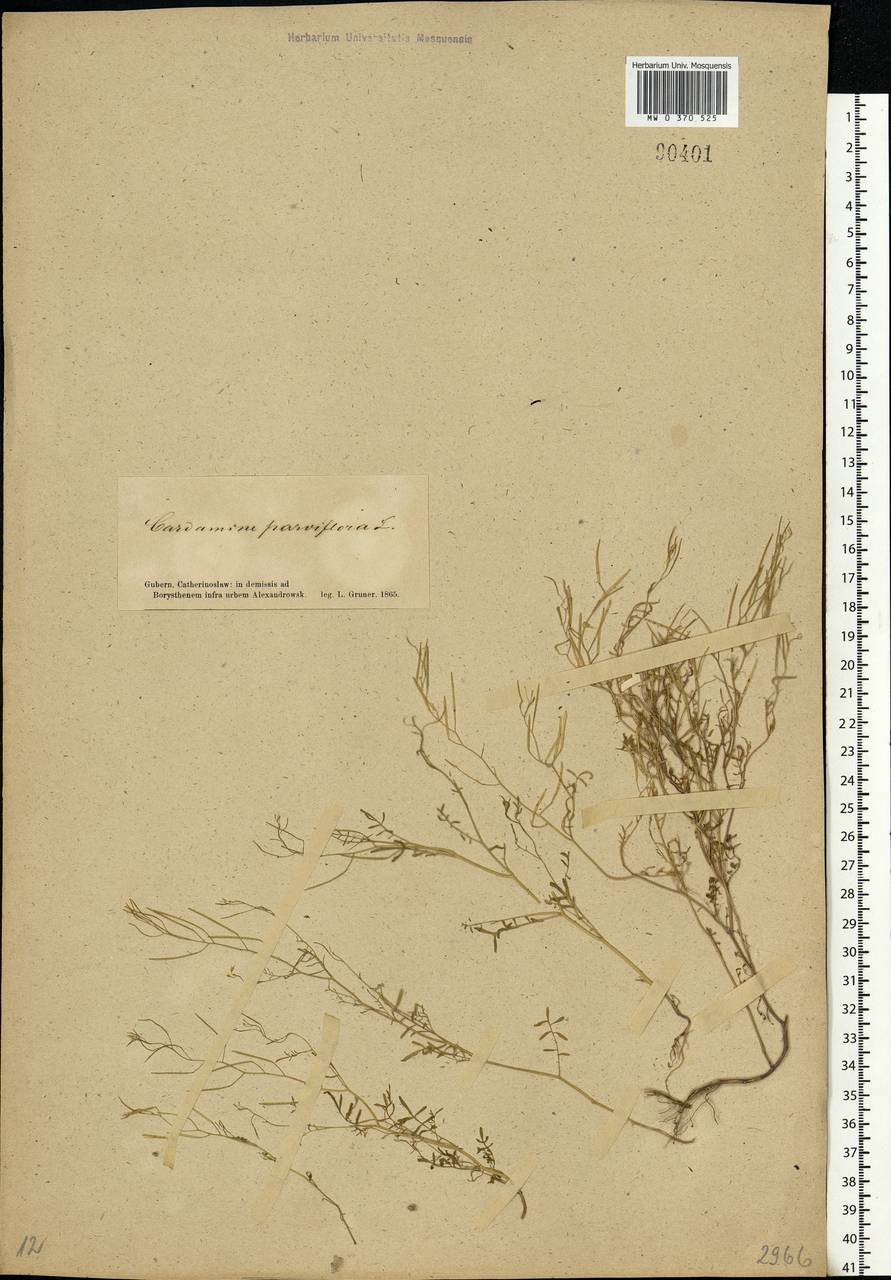Cardamine parviflora L., Eastern Europe, South Ukrainian region (E12) (Ukraine)