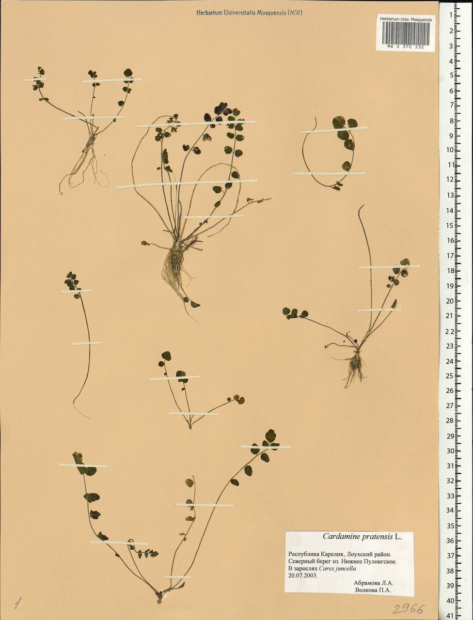 Cardamine pratensis L., Eastern Europe, Northern region (E1) (Russia)