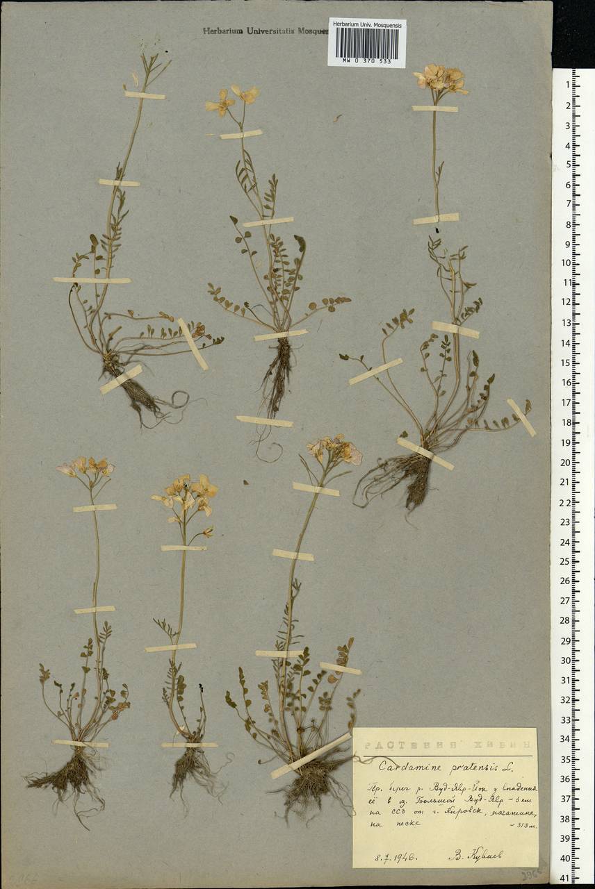 Cardamine pratensis L., Eastern Europe, Northern region (E1) (Russia)