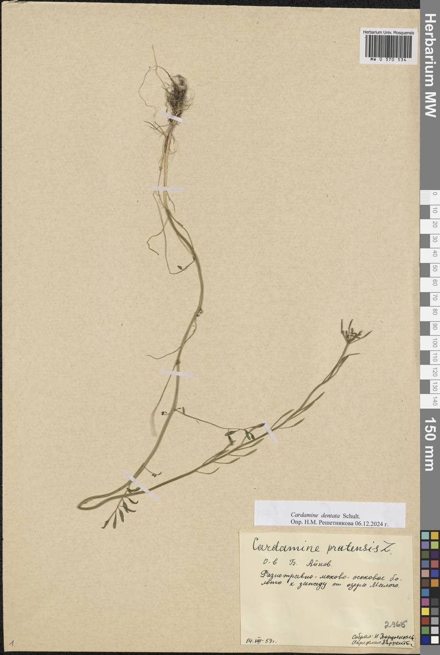 Cardamine pratensis subsp. dentata (Schult.) Čelak., Eastern Europe, Northern region (E1) (Russia)