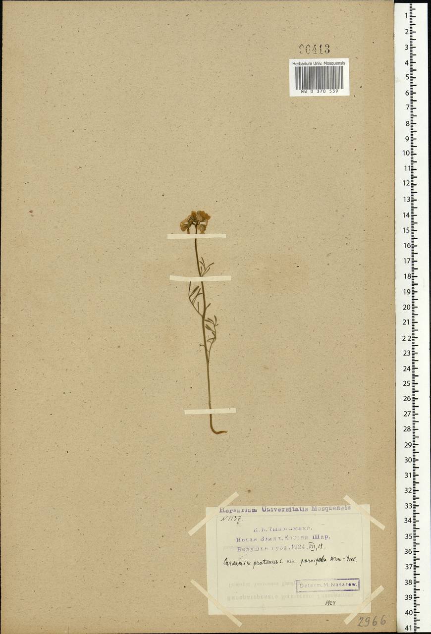Cardamine pratensis L., Eastern Europe, Northern region (E1) (Russia)