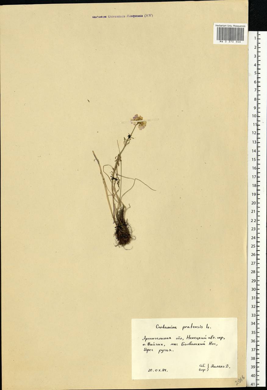 Cardamine pratensis L., Eastern Europe, Northern region (E1) (Russia)