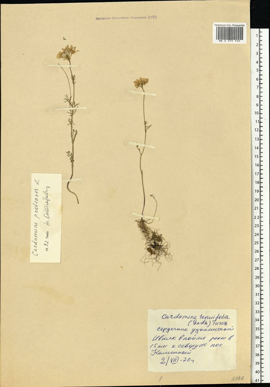 Cardamine pratensis L., Siberia, Western Siberia (S1) (Russia)