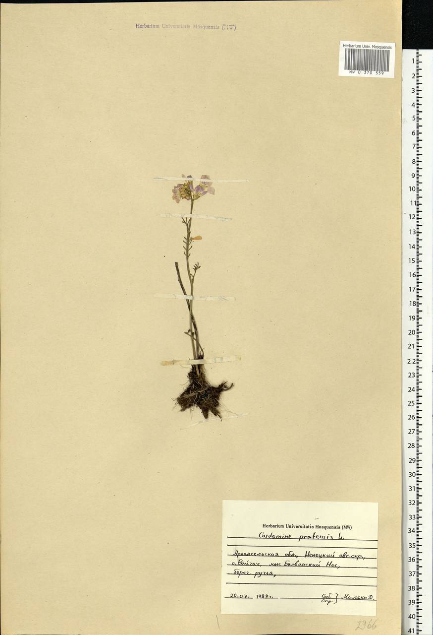 Cardamine pratensis L., Eastern Europe, Northern region (E1) (Russia)