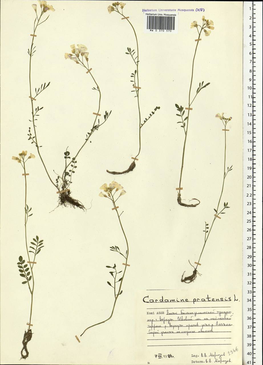 Cardamine pratensis L., Eastern Europe, Northern region (E1) (Russia)