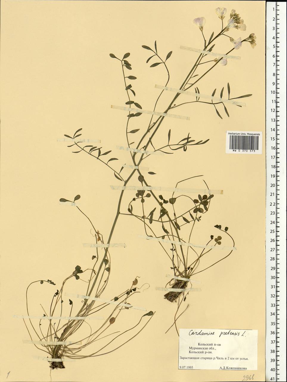 Cardamine pratensis L., Eastern Europe, Northern region (E1) (Russia)