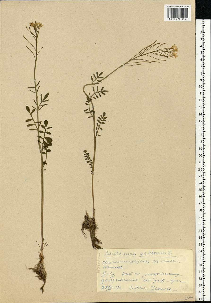 Cardamine pratensis L., Eastern Europe, North-Western region (E2) (Russia)