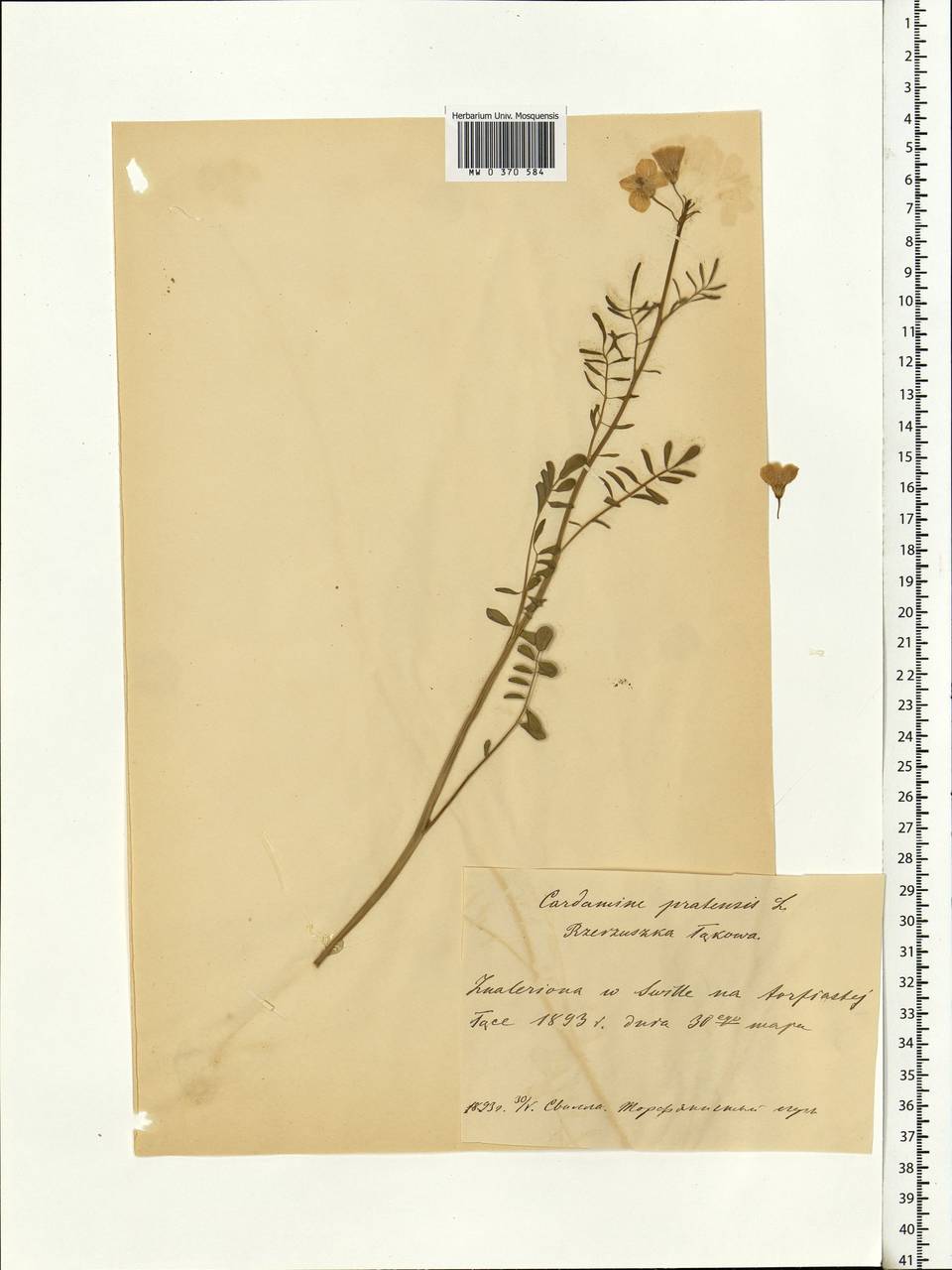 Cardamine pratensis L., Eastern Europe, Belarus (E3a) (Belarus)