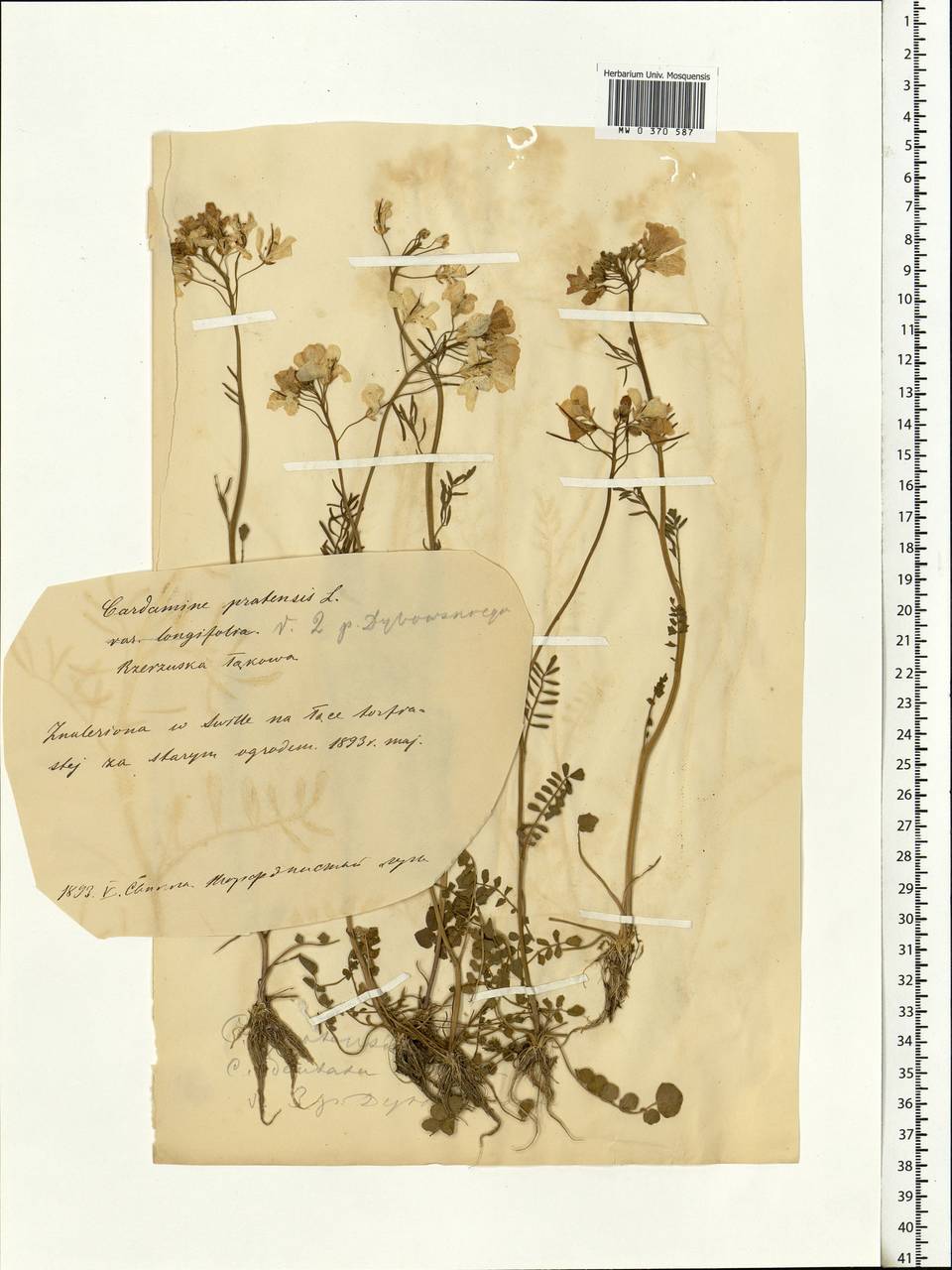 Cardamine pratensis L., Eastern Europe, Belarus (E3a) (Belarus)