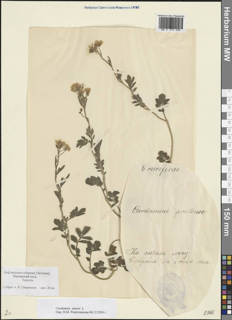 Cardamine amara L., Eastern Europe, Estonia (E2c) (Estonia)