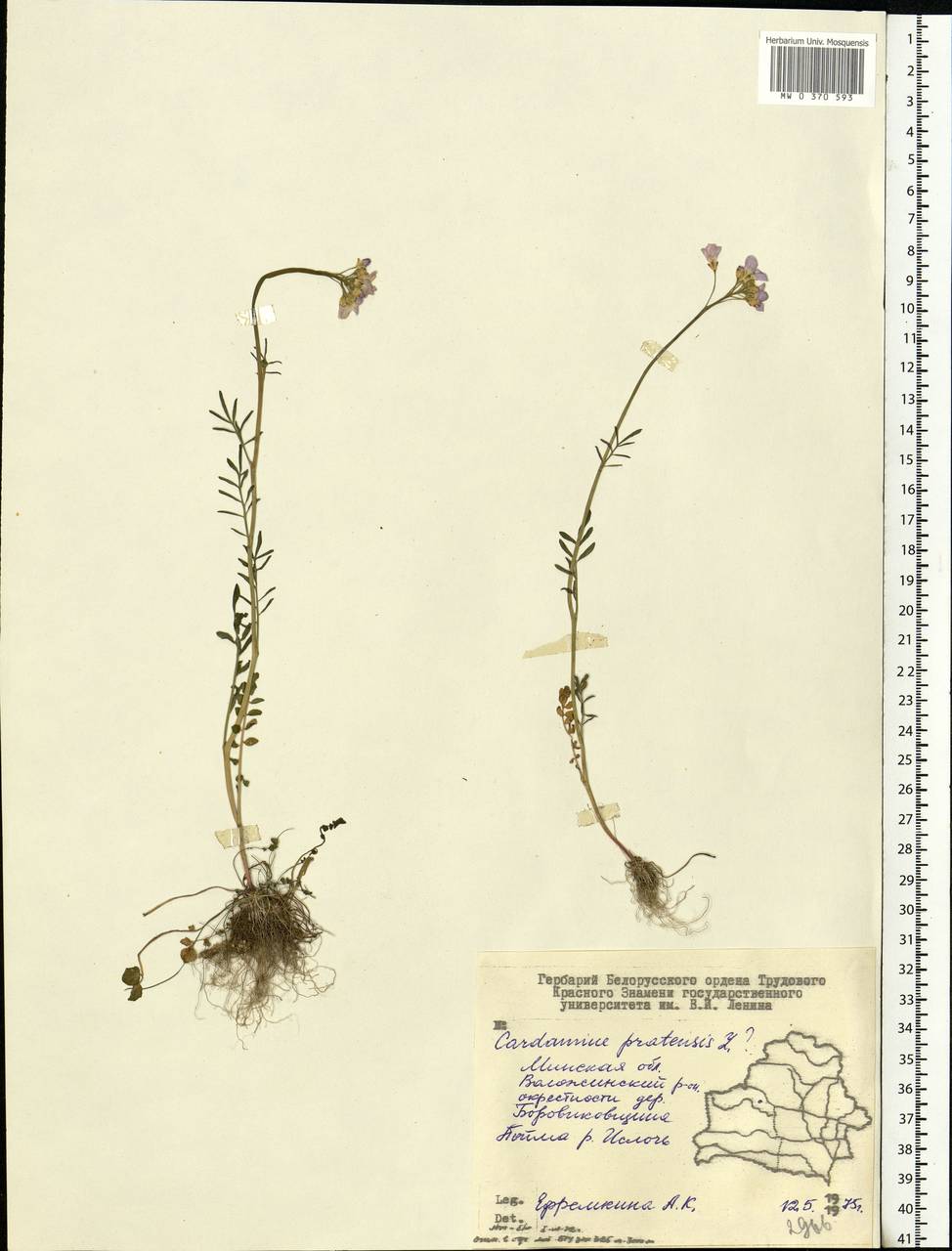 Cardamine pratensis L., Eastern Europe, Belarus (E3a) (Belarus)