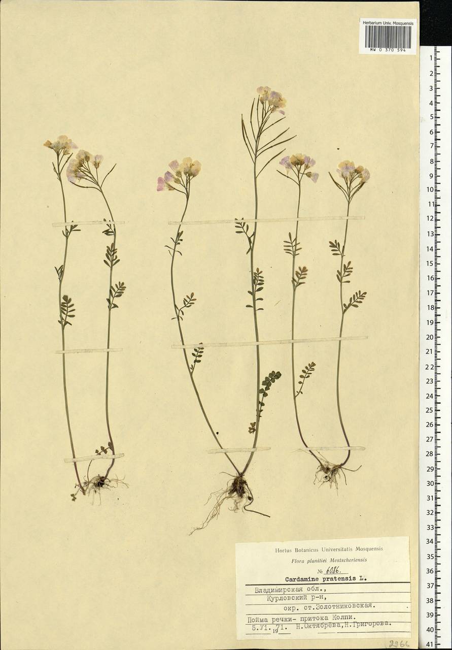 Cardamine pratensis L., Eastern Europe, Central region (E4) (Russia)