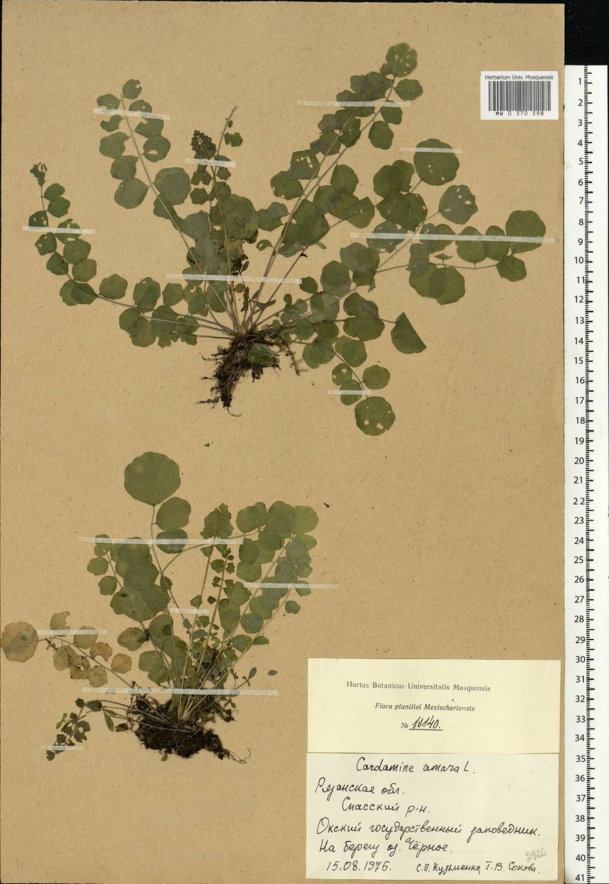 Cardamine pratensis L., Eastern Europe, Central region (E4) (Russia)