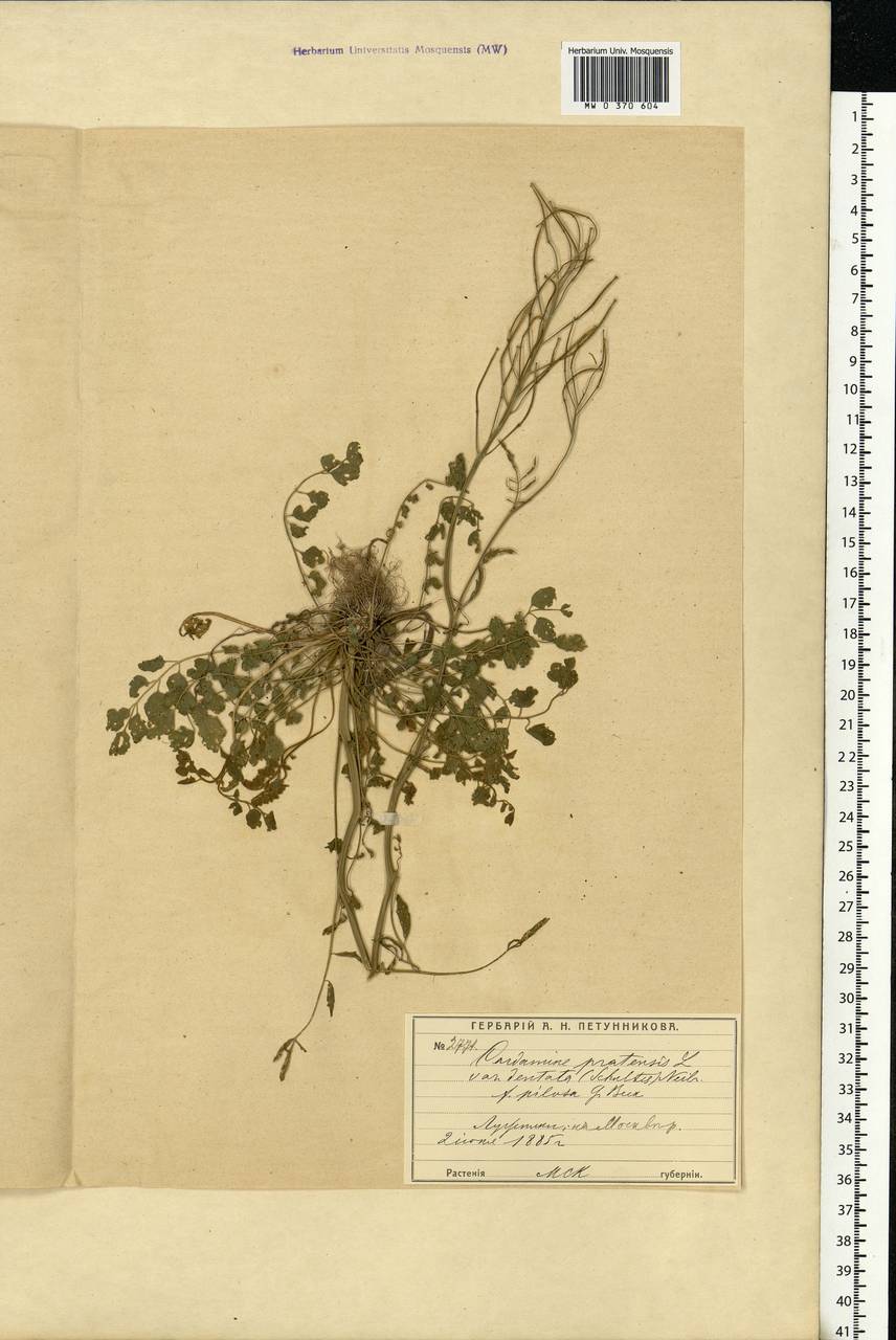 Cardamine pratensis L., Eastern Europe, Moscow region (E4a) (Russia)