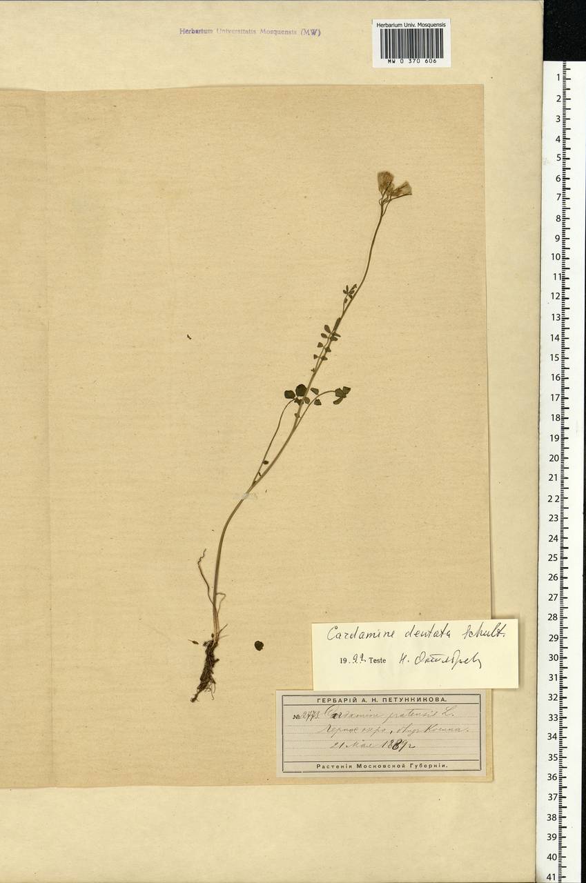Cardamine pratensis L., Eastern Europe, Moscow region (E4a) (Russia)