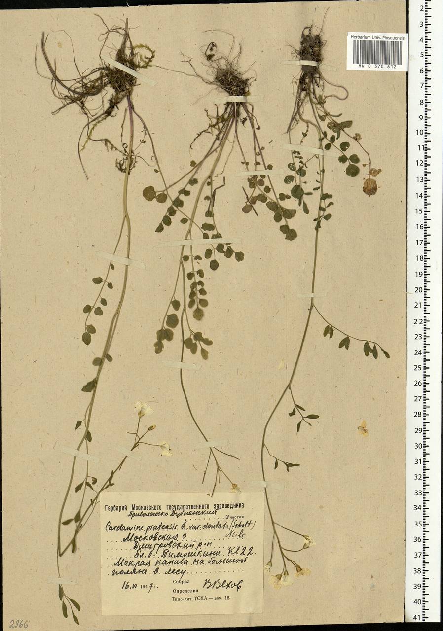 Cardamine pratensis L., Eastern Europe, Moscow region (E4a) (Russia)