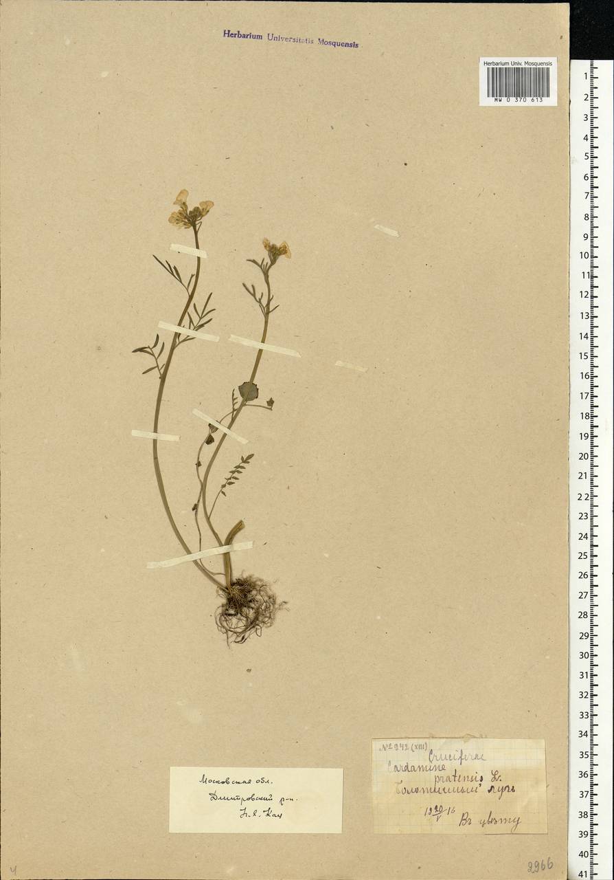 Cardamine pratensis L., Eastern Europe, Moscow region (E4a) (Russia)