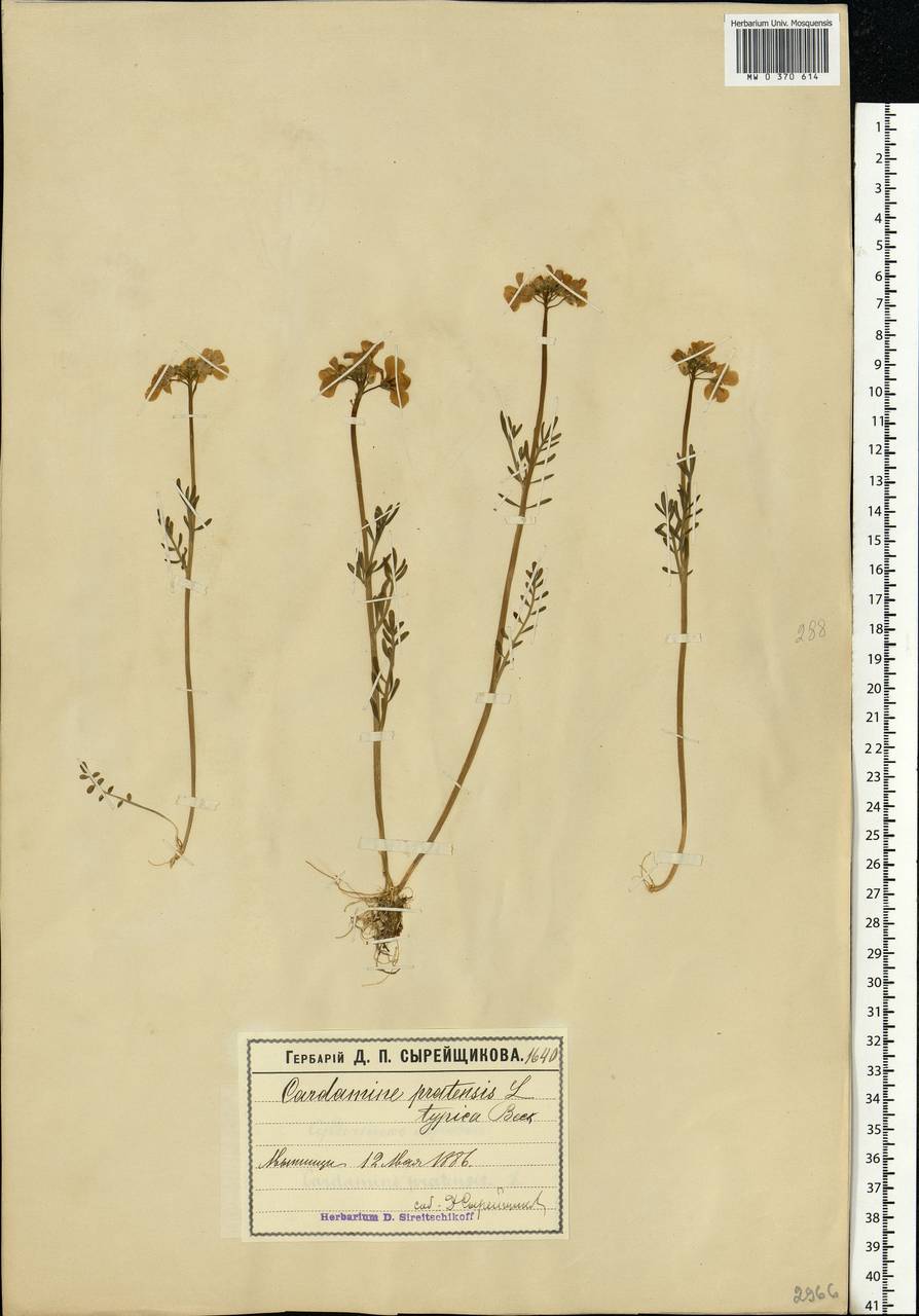 Cardamine pratensis L., Eastern Europe, Moscow region (E4a) (Russia)