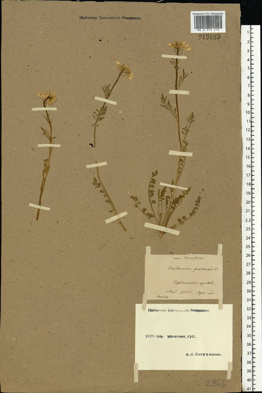 Cardamine pratensis L., Eastern Europe, Moscow region (E4a) (Russia)