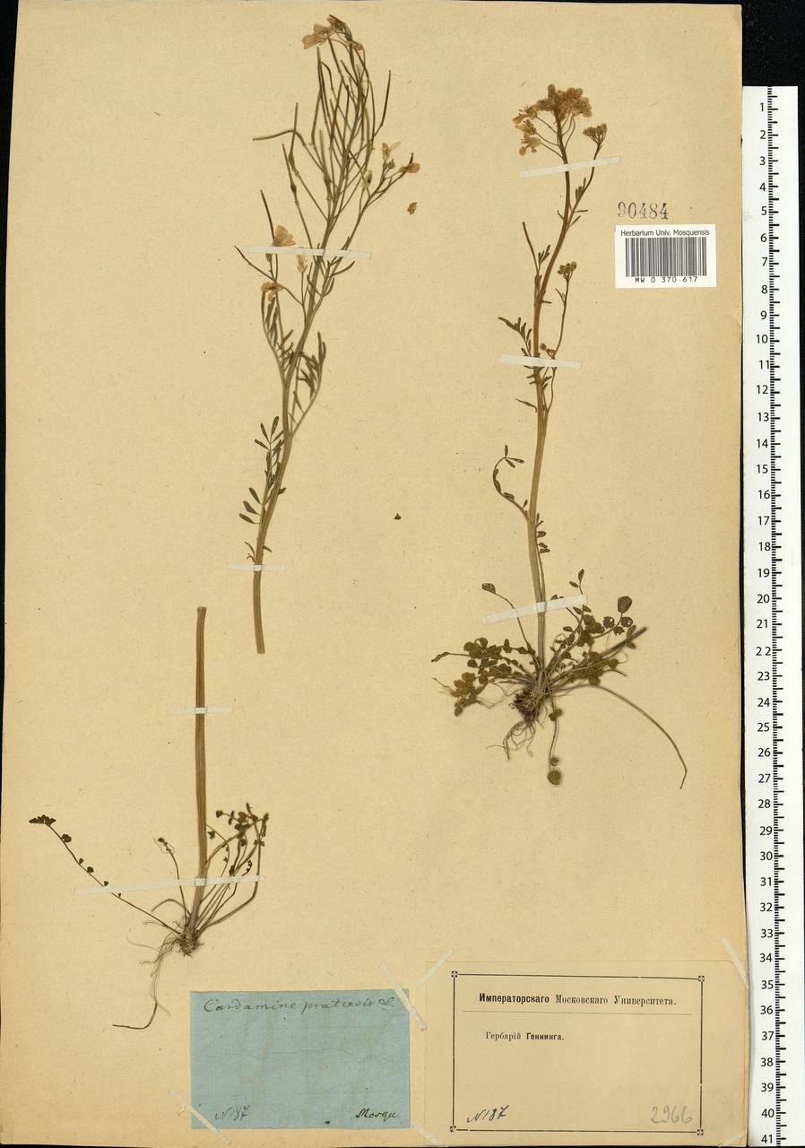 Cardamine pratensis L., Eastern Europe, Moscow region (E4a) (Russia)