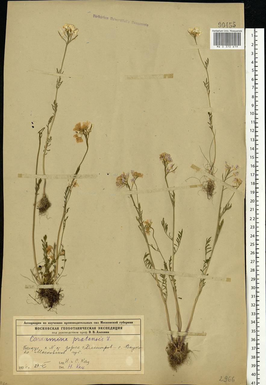 Cardamine pratensis L., Eastern Europe, Moscow region (E4a) (Russia)
