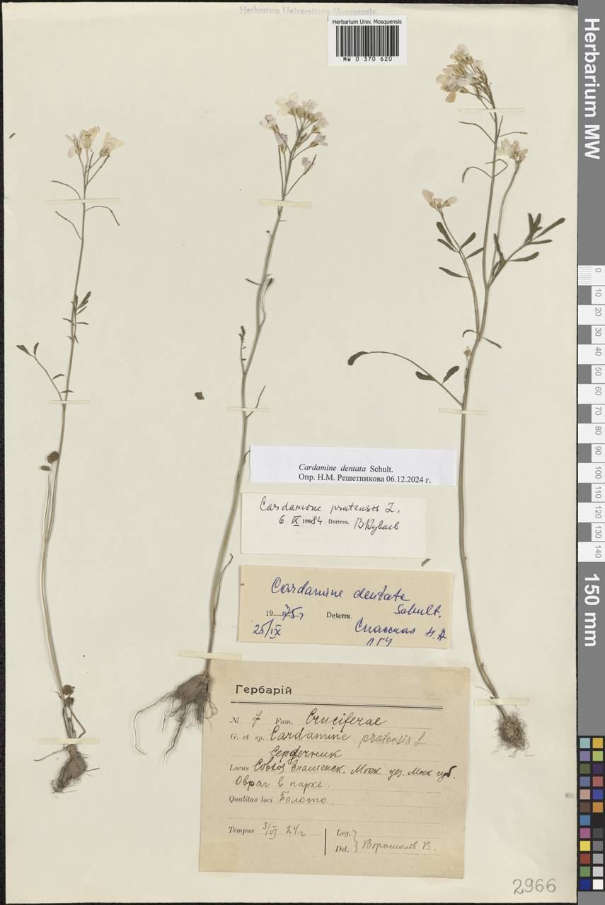 Cardamine pratensis subsp. dentata (Schult.) Čelak., Eastern Europe, Moscow region (E4a) (Russia)