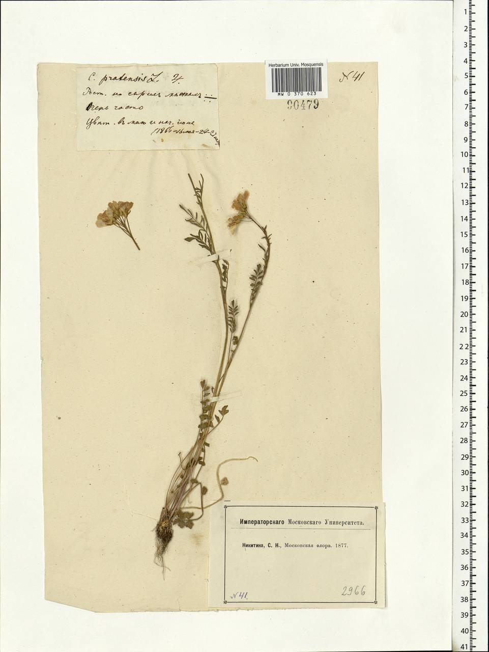 Cardamine pratensis L., Eastern Europe, Moscow region (E4a) (Russia)