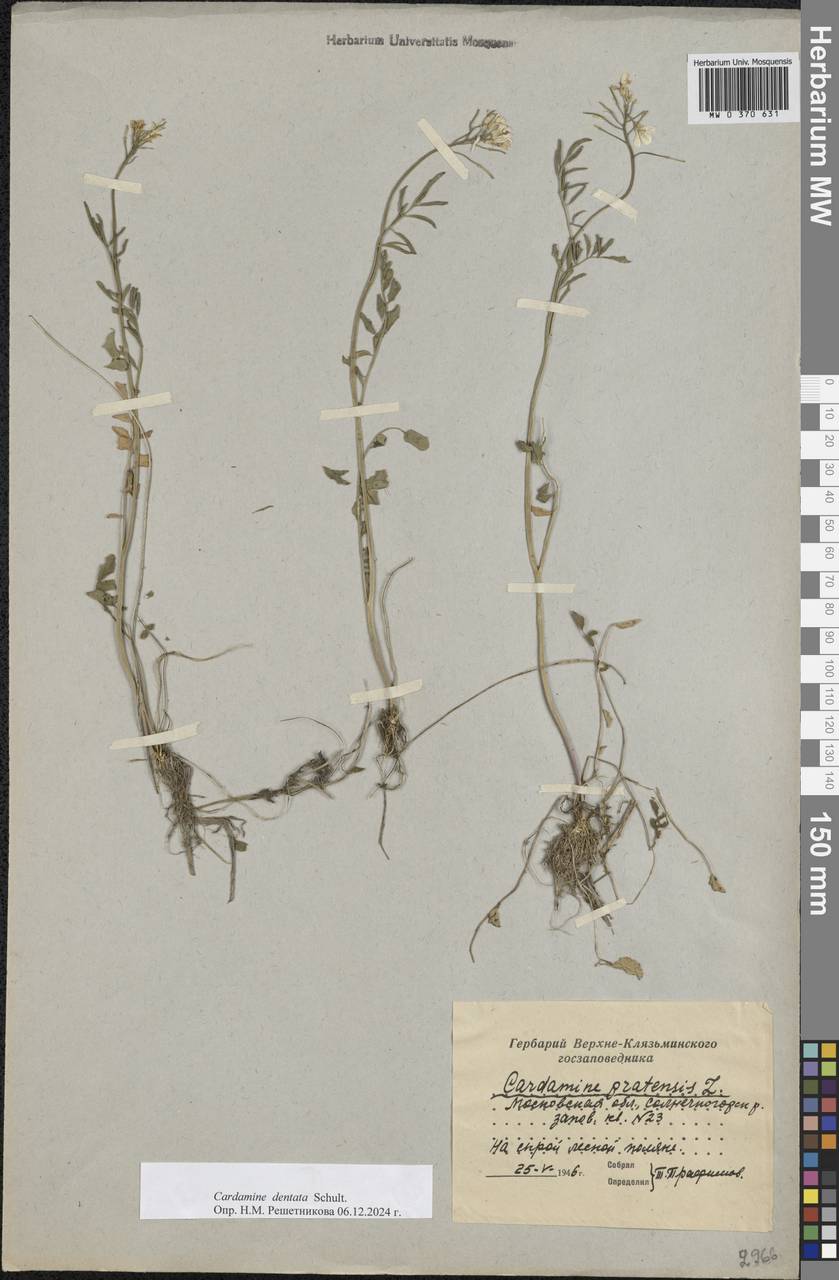 Cardamine pratensis subsp. dentata (Schult.) Čelak., Eastern Europe, Moscow region (E4a) (Russia)