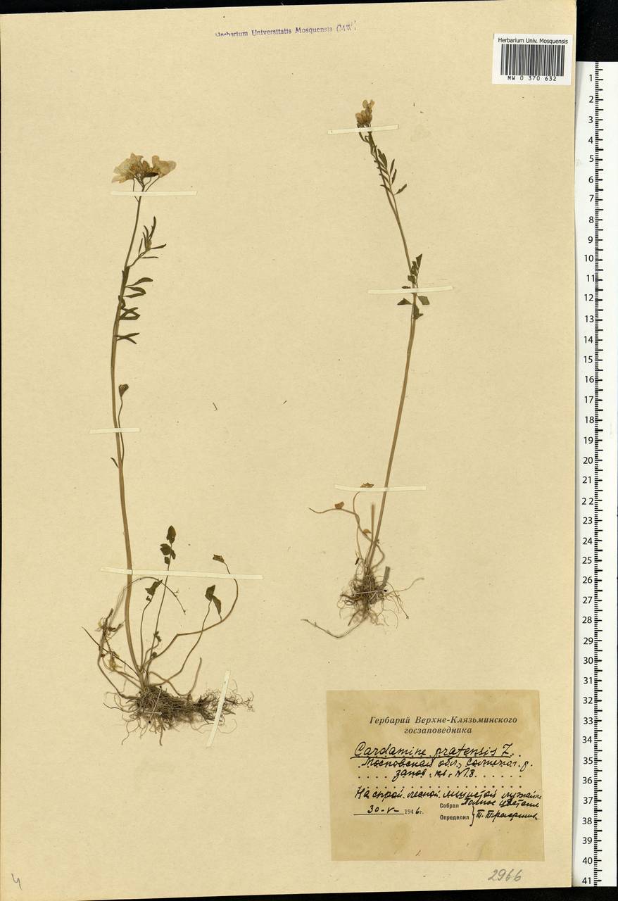 Cardamine pratensis L., Eastern Europe, Moscow region (E4a) (Russia)