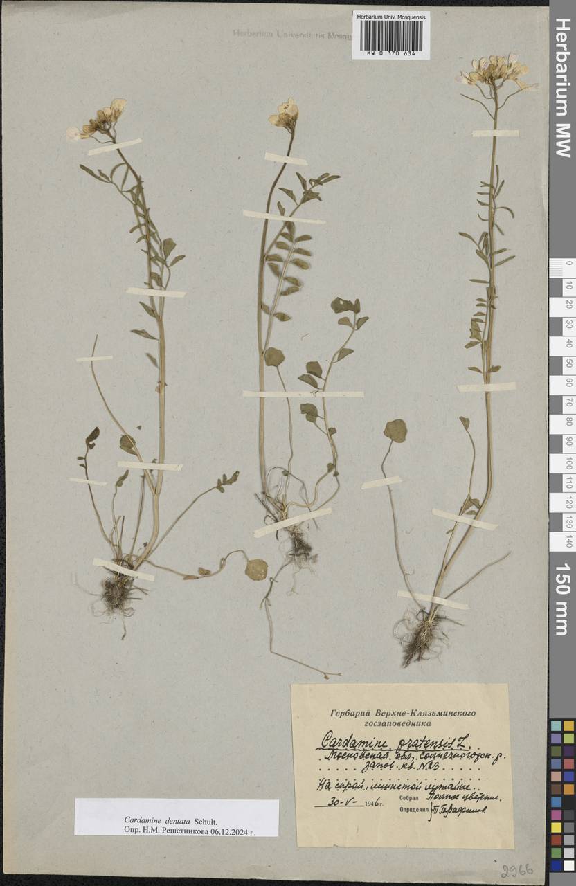 Cardamine pratensis subsp. dentata (Schult.) Čelak., Eastern Europe, Moscow region (E4a) (Russia)