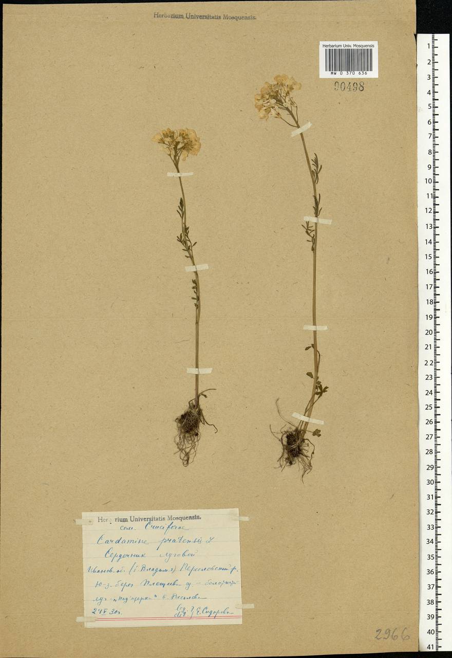 Cardamine pratensis L., Eastern Europe, Central forest region (E5) (Russia)