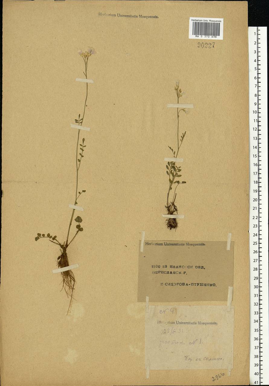 Cardamine pratensis L., Eastern Europe, Central forest region (E5) (Russia)