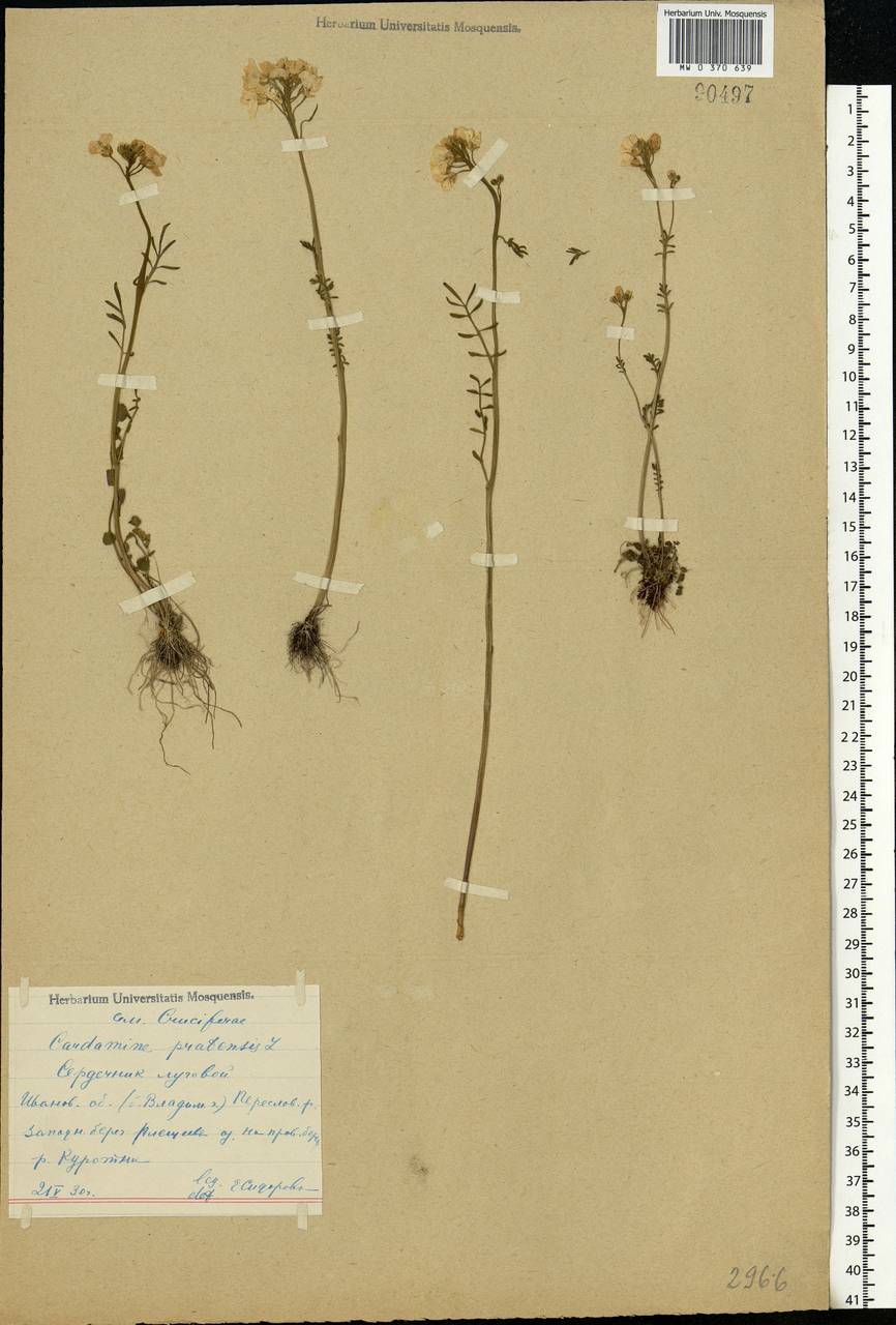 Cardamine pratensis L., Eastern Europe, Central forest region (E5) (Russia)