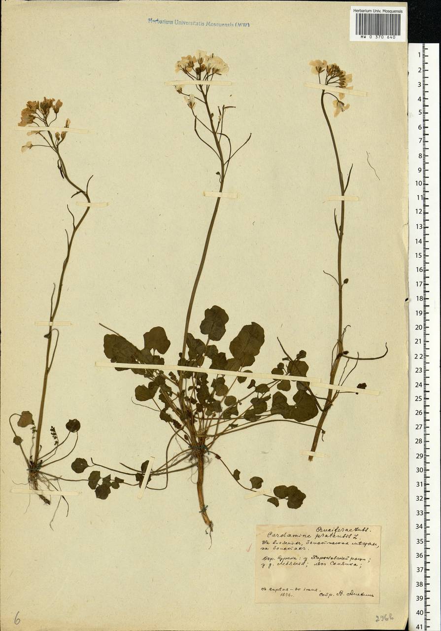 Cardamine pratensis L., Eastern Europe, Central forest-and-steppe region (E6) (Russia)