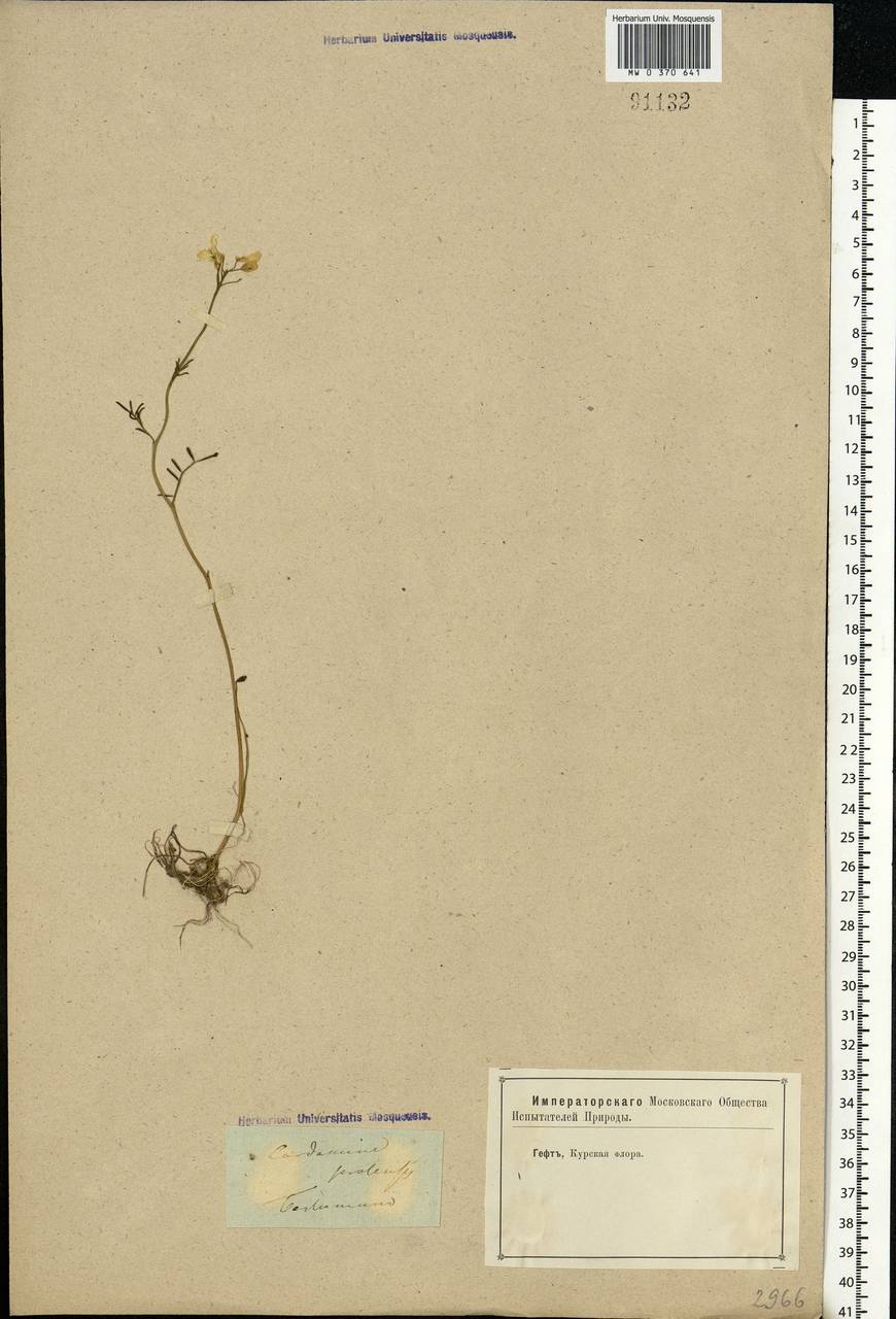 Cardamine pratensis L., Eastern Europe, Central forest-and-steppe region (E6) (Russia)
