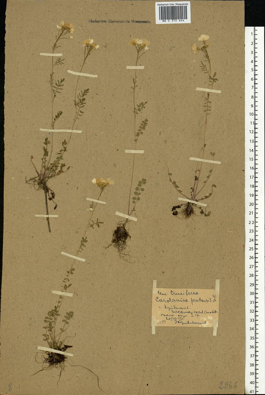 Cardamine pratensis L., Eastern Europe, Middle Volga region (E8) (Russia)