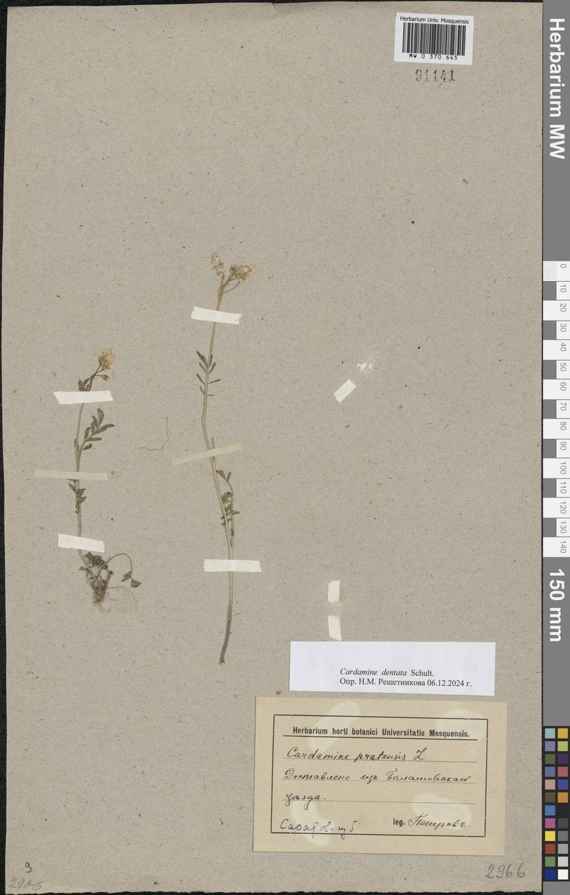 Cardamine pratensis subsp. dentata (Schult.) Čelak., Eastern Europe, Lower Volga region (E9) (Russia)