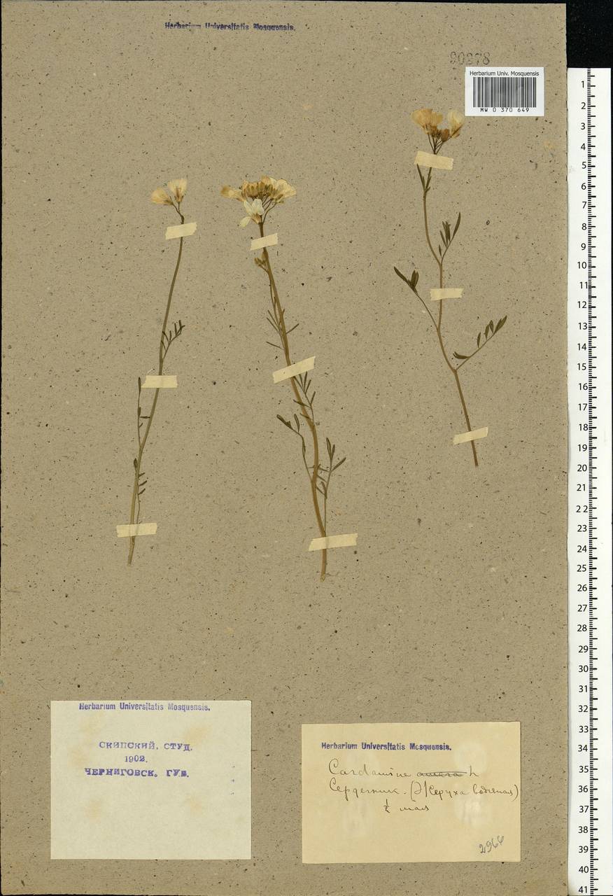 Cardamine pratensis L., Eastern Europe, North Ukrainian region (E11) (Ukraine)