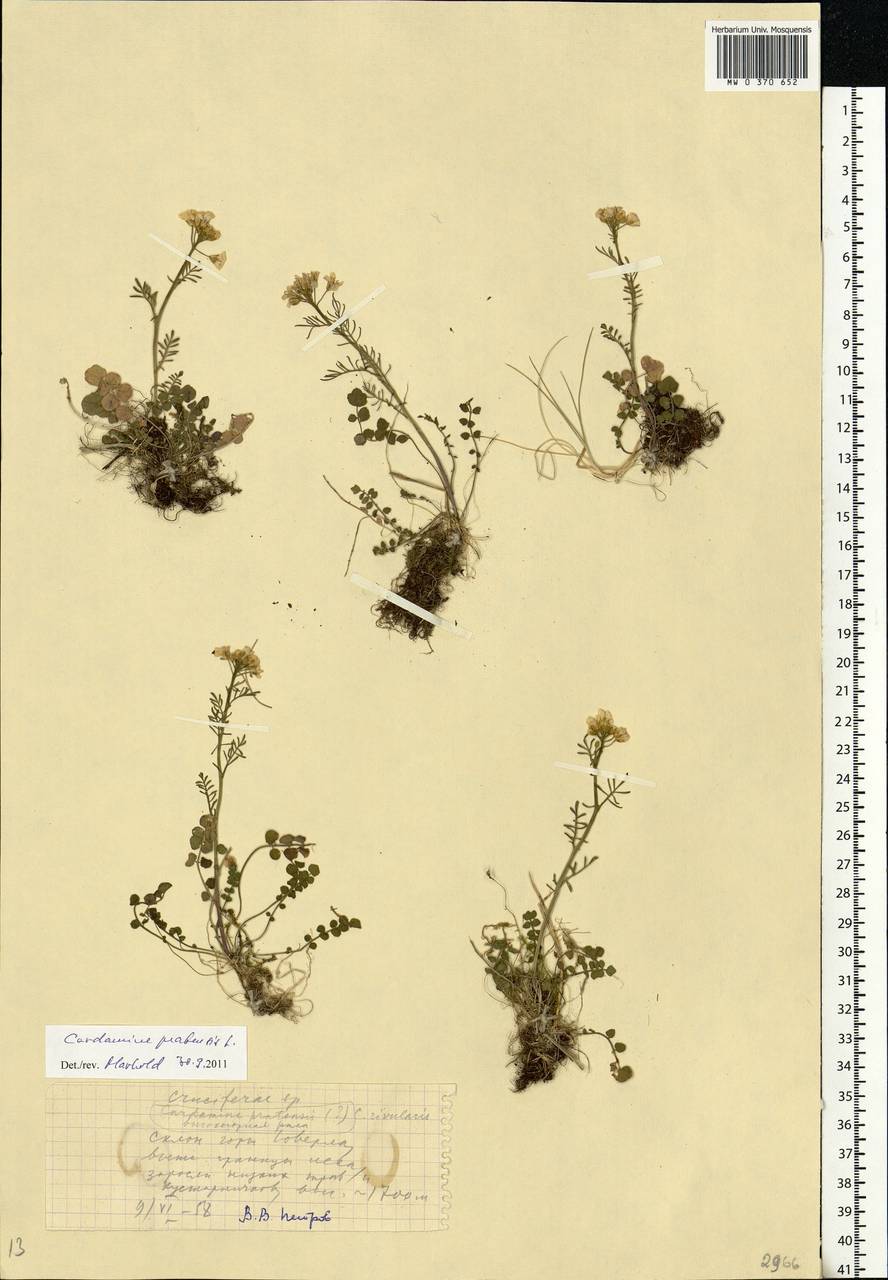 Cardamine pratensis L., Eastern Europe, West Ukrainian region (E13) (Ukraine)