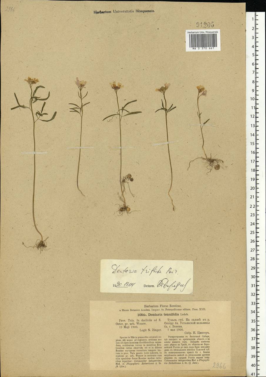 Cardamine trifida (Lam. ex Poir.) B.M.G.Jones, Eastern Europe, Central region (E4) (Russia)