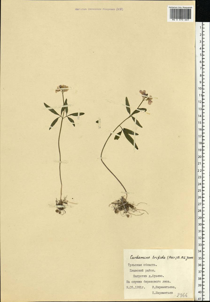 Cardamine trifida (Lam. ex Poir.) B.M.G.Jones, Eastern Europe, Central region (E4) (Russia)