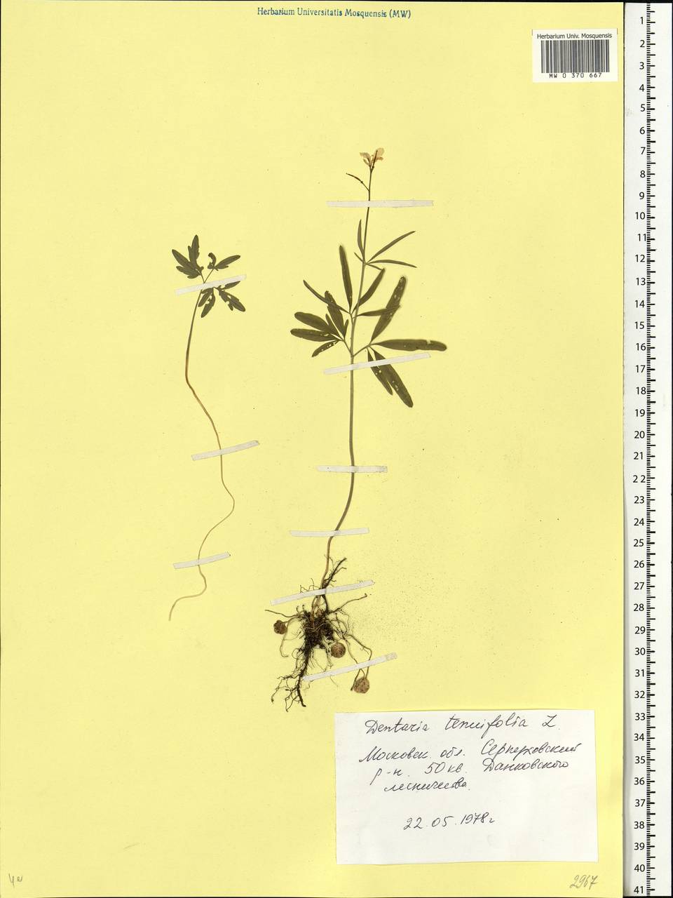 Cardamine trifida (Lam. ex Poir.) B.M.G.Jones, Eastern Europe, Moscow region (E4a) (Russia)