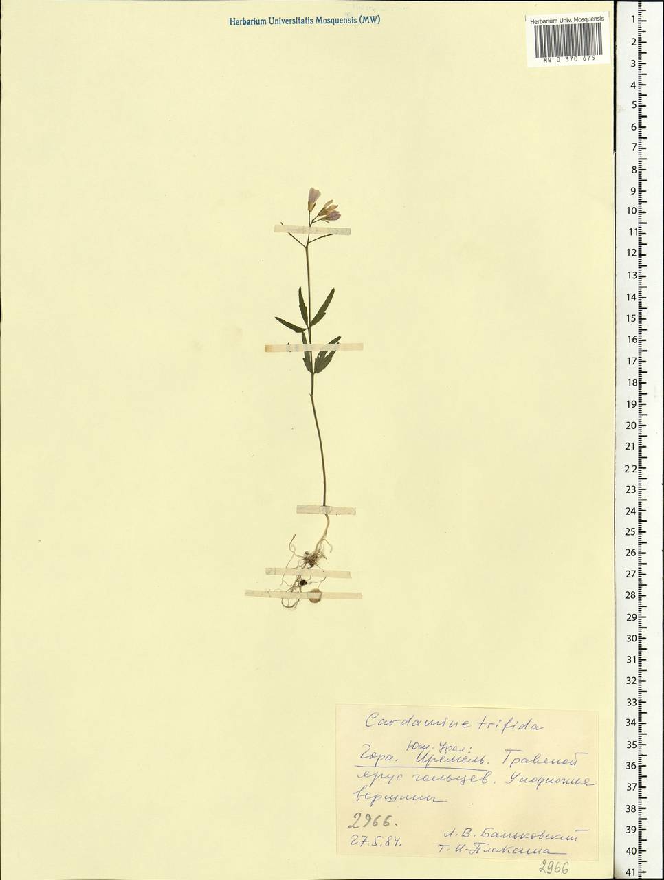Cardamine trifida (Lam. ex Poir.) B.M.G.Jones, Eastern Europe, Eastern region (E10) (Russia)
