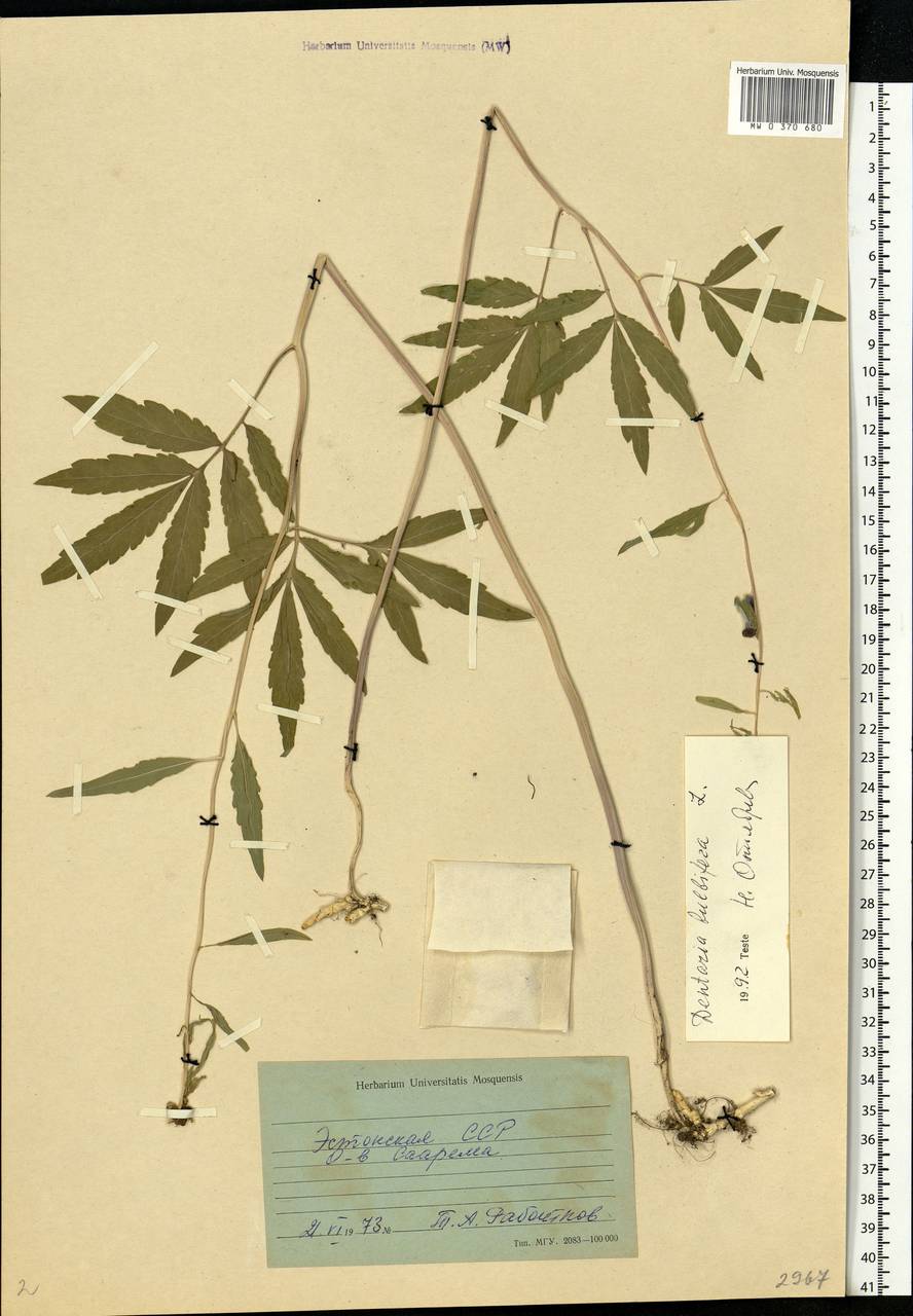 Cardamine bulbifera (L.) Crantz, Eastern Europe, Estonia (E2c) (Estonia)