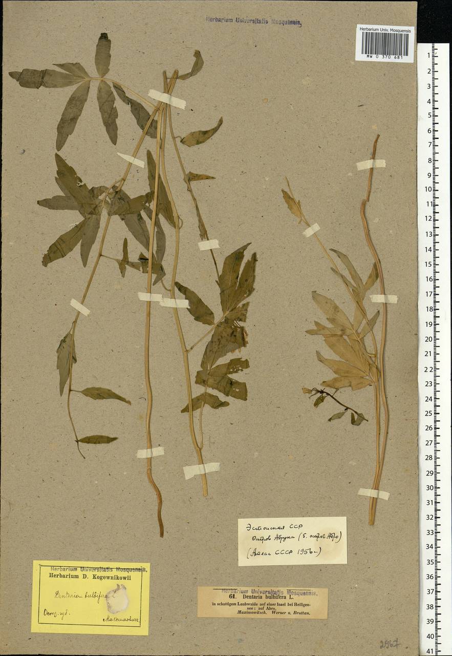 Cardamine bulbifera (L.) Crantz, Eastern Europe, Estonia (E2c) (Estonia)
